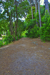 Image showing Road in a green forest in the spring