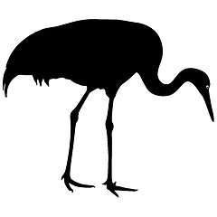 Image showing Silhouette bird crane on a white background