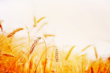 Image showing wheat