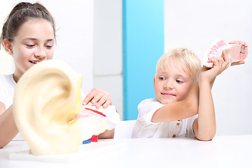 Image showing Students anatomy lesson. Children watch a model of the human ear.