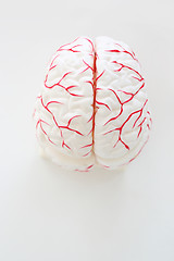 Image showing Model of human brain