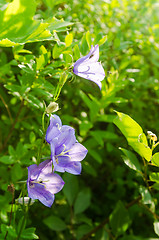 Image showing Flowering bells, close-up