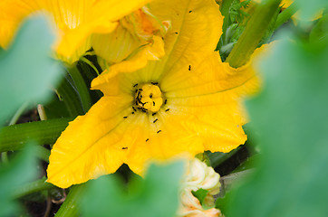 Image showing Ants gather nectar from a pumpkin flower, close-up