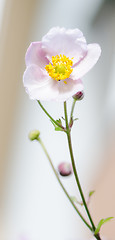 Image showing Pale pink flower Japanese anemone, close-up