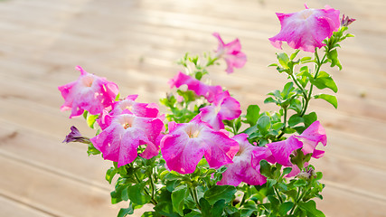 Image showing Flowering pink petunia in the garden