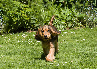 Image showing English Cocker Spaniel Puppy Ears Flapping 