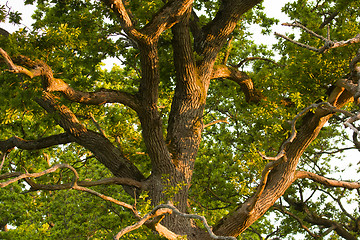 Image showing Oak Tree at Sunrise