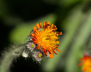 Image showing Speckled Bush Cricket on Fox and Cubs