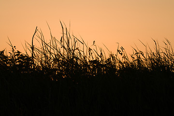 Image showing Sunrise Grass Silhouettes