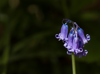 Image showing Bluebell Detail Landscape