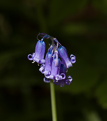 Image showing Common English Bluebell Detail Portrait