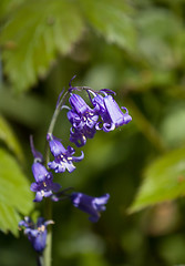 Image showing Native English Bluebell 