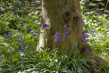 Image showing Native English Bluebells and Tree