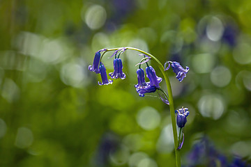 Image showing Native English Bluebells Backlit