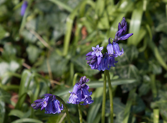 Image showing English Bluebells