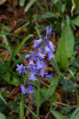 Image showing Spanish Bluebells