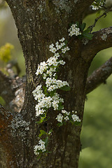 Image showing Hawthorn Blossom