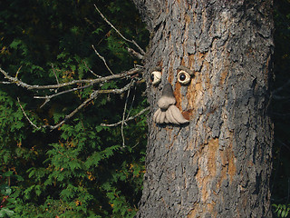 Image showing Face in a tree 3