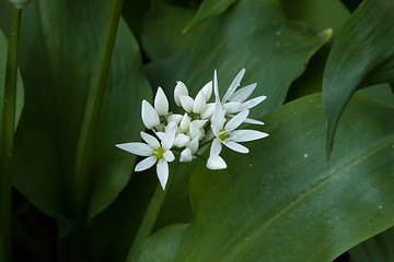Image showing Wild Garlic Flowers