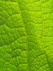 Image showing Emerald and green