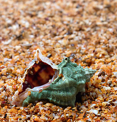 Image showing Wet seashell on sand