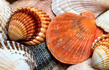 Image showing Background of seashells