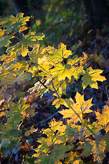 Image showing Autumn Forest