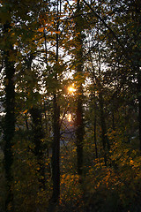 Image showing Autumn Forest