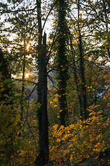 Image showing Autumn Forest