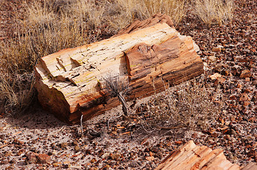 Image showing Petrified-Forest-National-Park, Arizona, USA