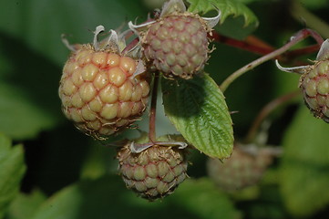 Image showing unripe berrys