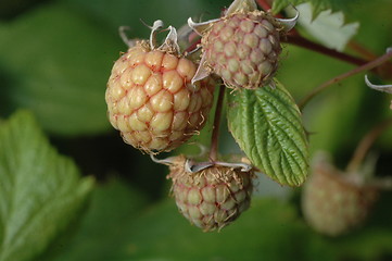Image showing unripe rasberry