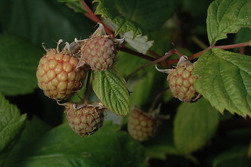 Image showing Unripe rasberrys