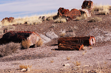 Image showing Petrified-Forest-National-Park, Arizona, USA