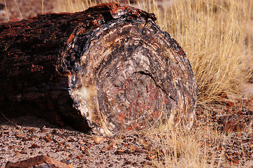 Image showing Petrified-Forest-National-Park, Arizona, USA