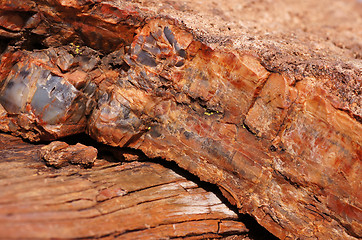 Image showing Petrified-Forest-National-Park, Arizona, USA