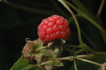 Image showing ripe rasberry