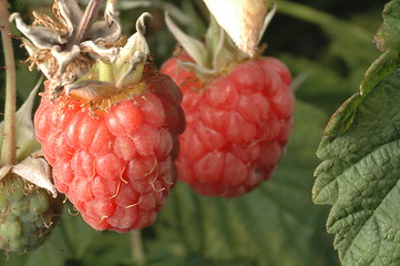 Image showing ripe rasberry