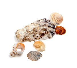 Image showing Collection of seashells 