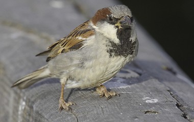Image showing House Sparrow. Norway 2008