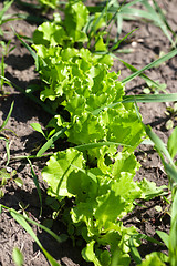 Image showing Row of young green salad lettuce growing in garden