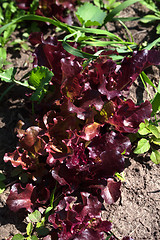 Image showing Red salad lettuce growing in garden