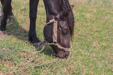 Image showing Portrait of a black horse on a background of green grass