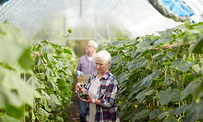 Image showing old farmers picking cucumbers at farm greenhouse