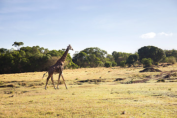 Image showing giraffe walking along savannah at africa