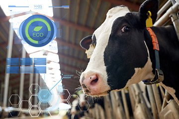 Image showing herd of cows in cowshed on dairy farm