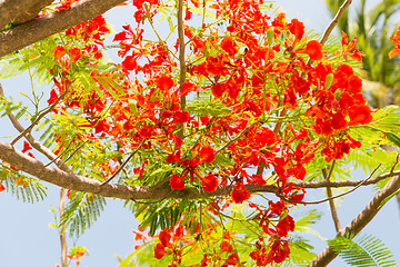 Image showing flowers of delonix regia or flame tree outdoors