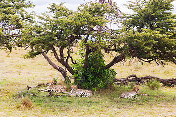 Image showing cheetahs lying under tree in savannah at africa