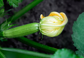 Image showing Yellow flower on the young growing zucchini