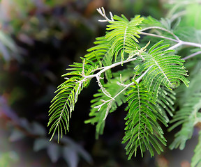 Image showing Branch of a Mimosa on a dark background.